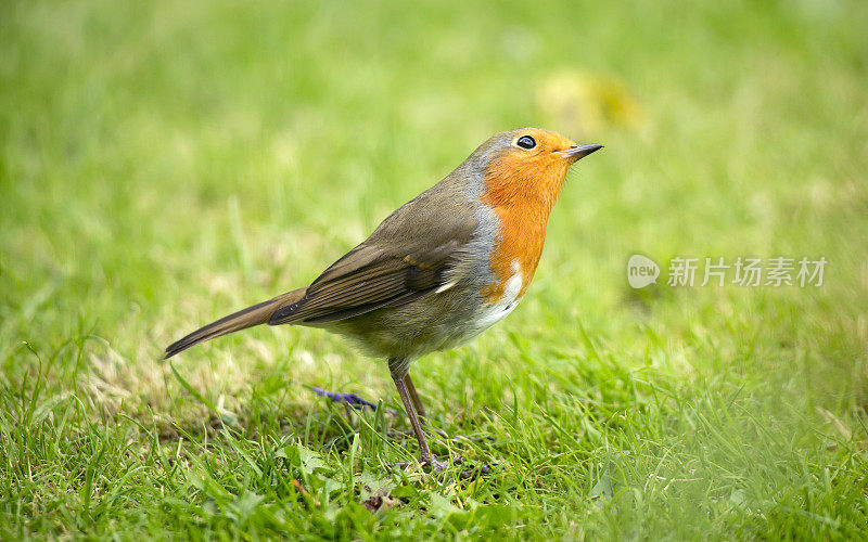 草地上的罗宾(Erithacus rubecula)